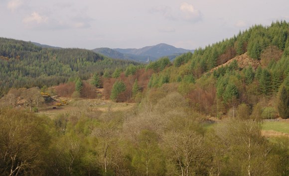 Forestry team plan for future