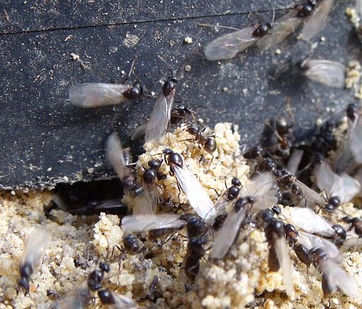 Ants to take flight for mating season