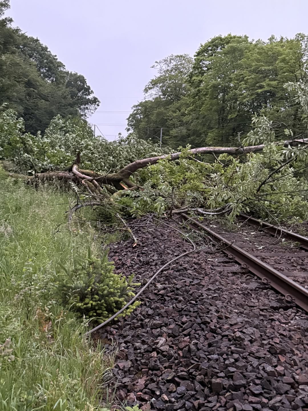 Tree causes train chaos