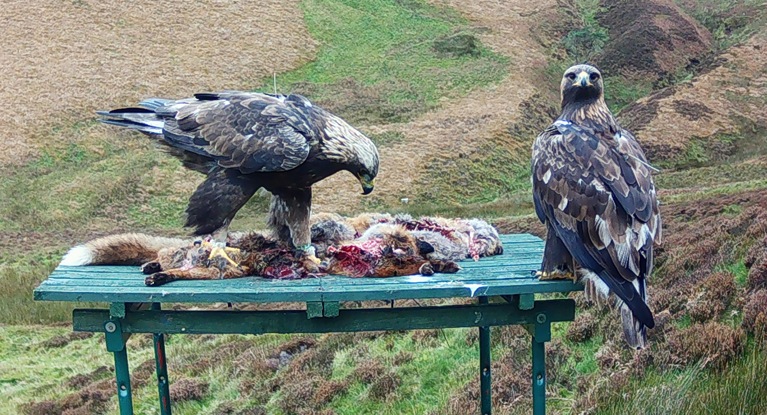 Missing eagles fears
