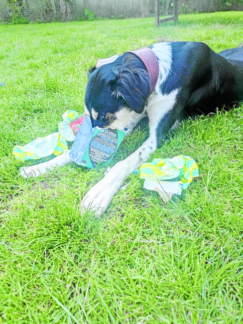 Dog snuffle box success