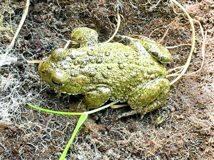 ARC-Natterjack-toad 82563810