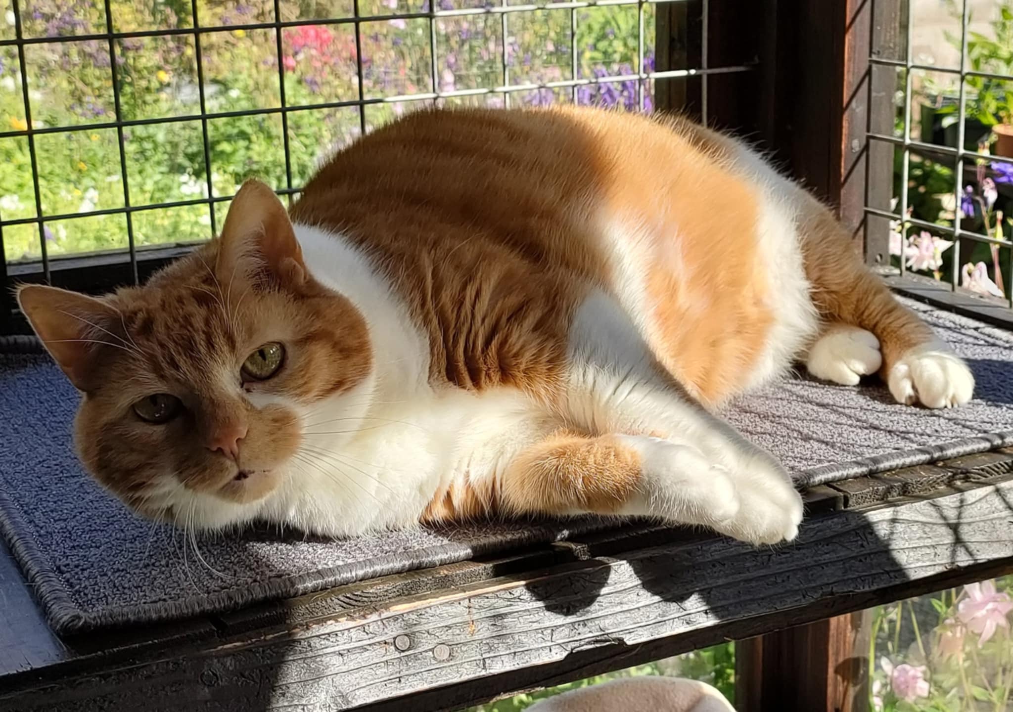 'Overlooked' cats searching for homes