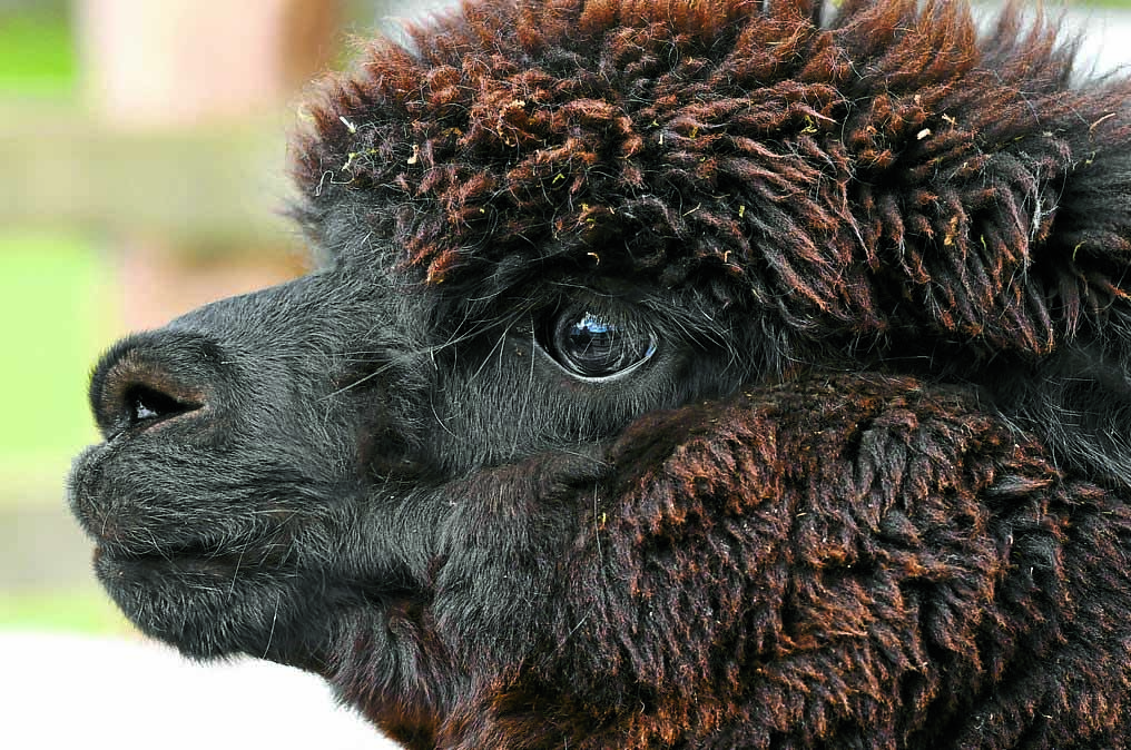 The alpacalypse is here!