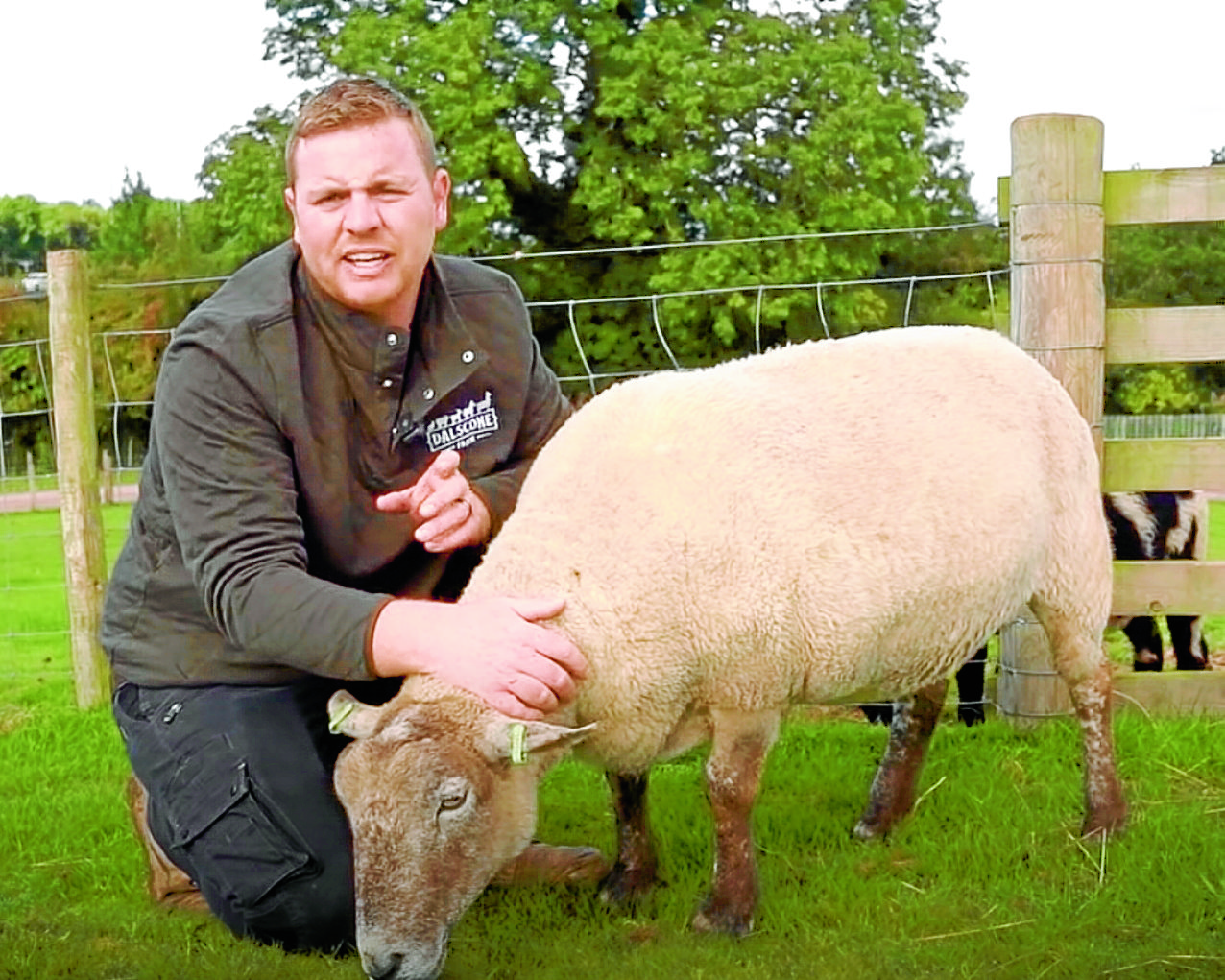 Would ewe believe it?