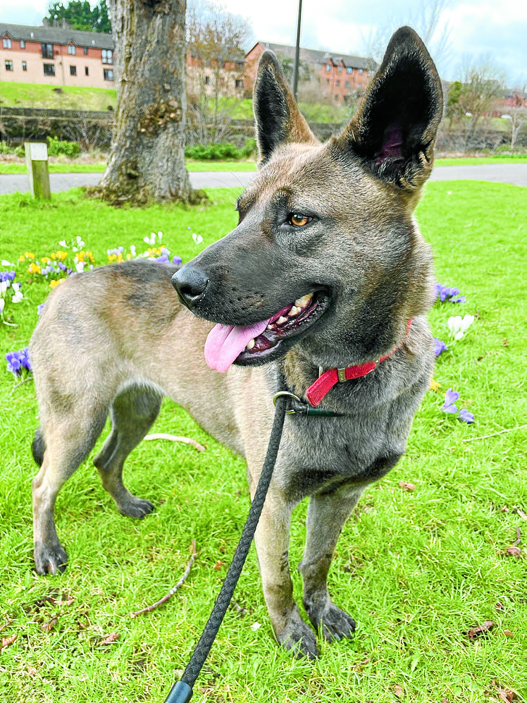 Happy ending for Moffat rescue dog