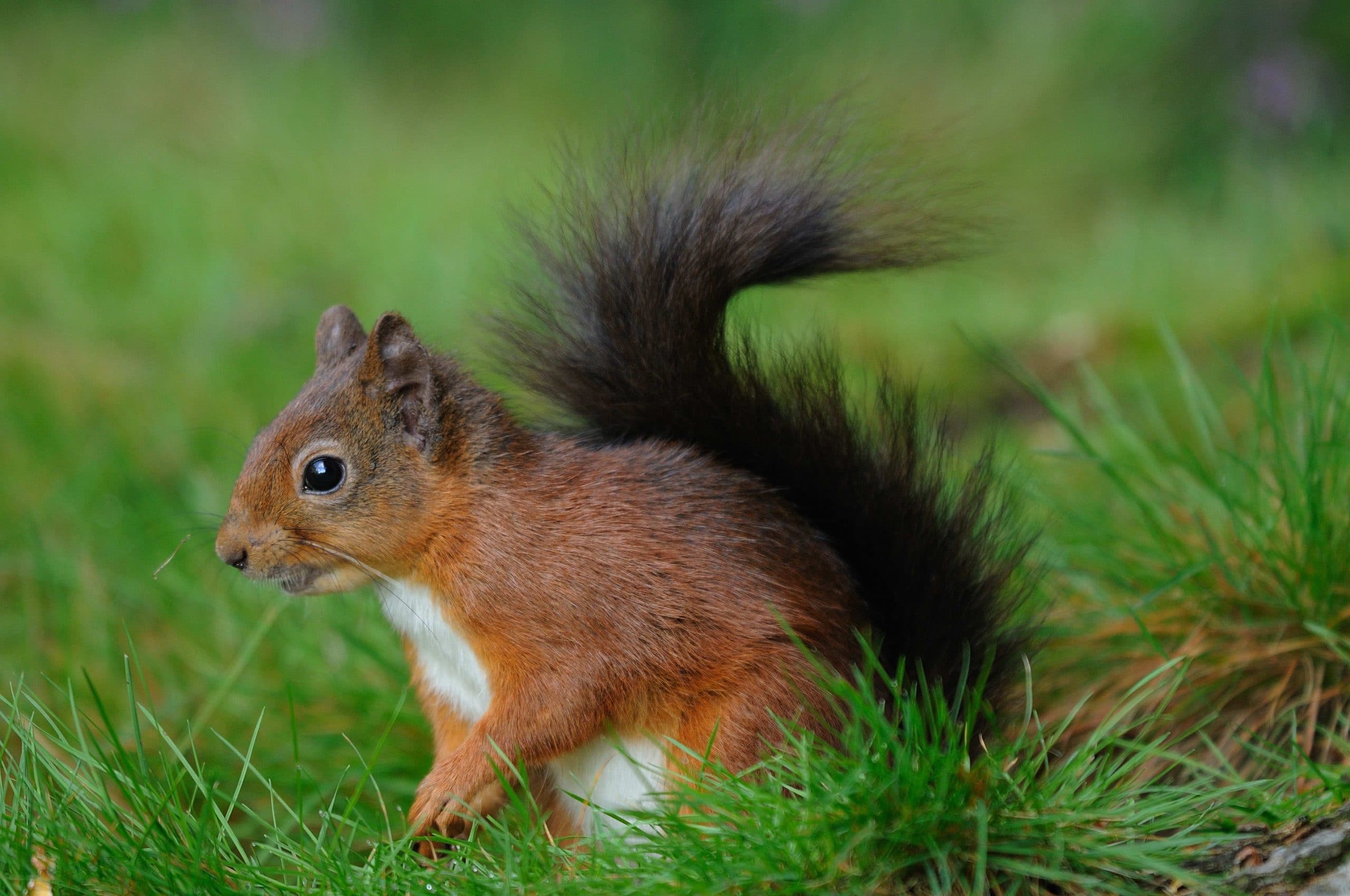 Squirrel work welcomed