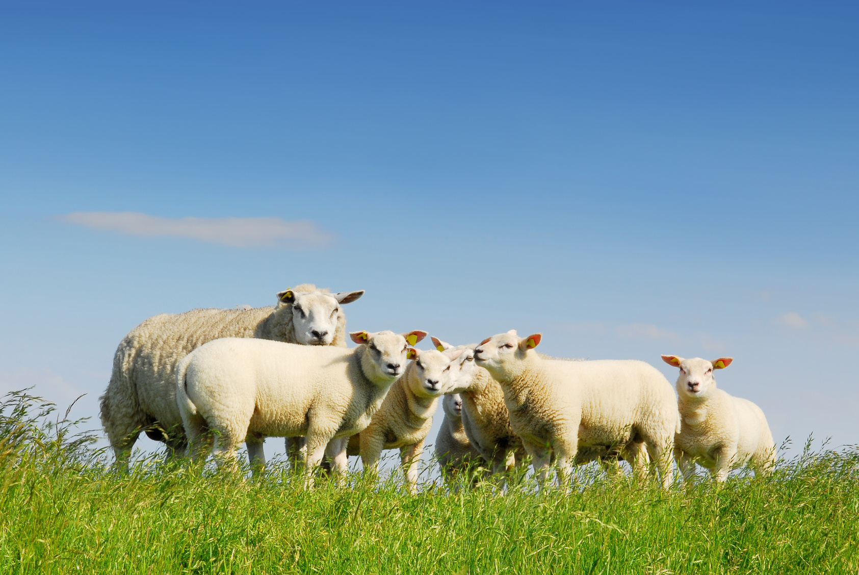 Sheep worth £20,000 stolen from Beattock farm