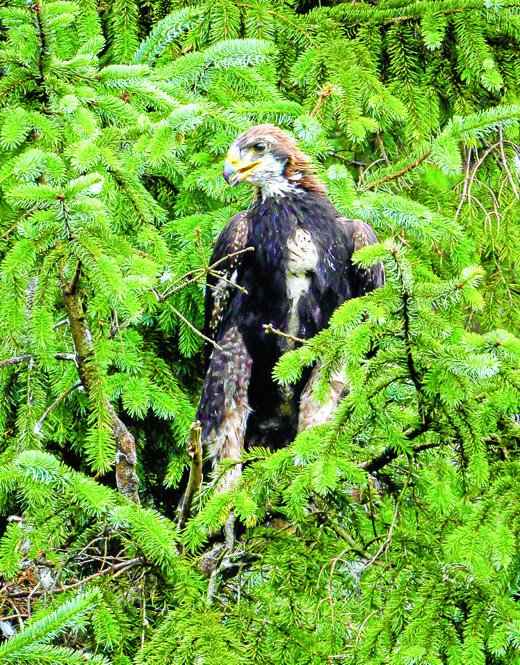 Nature legend names Moffat eaglet