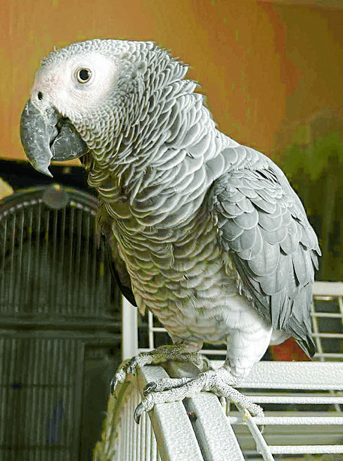 Parrot loving pals in rescue role