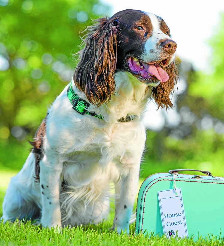 Do you know a hero dog?