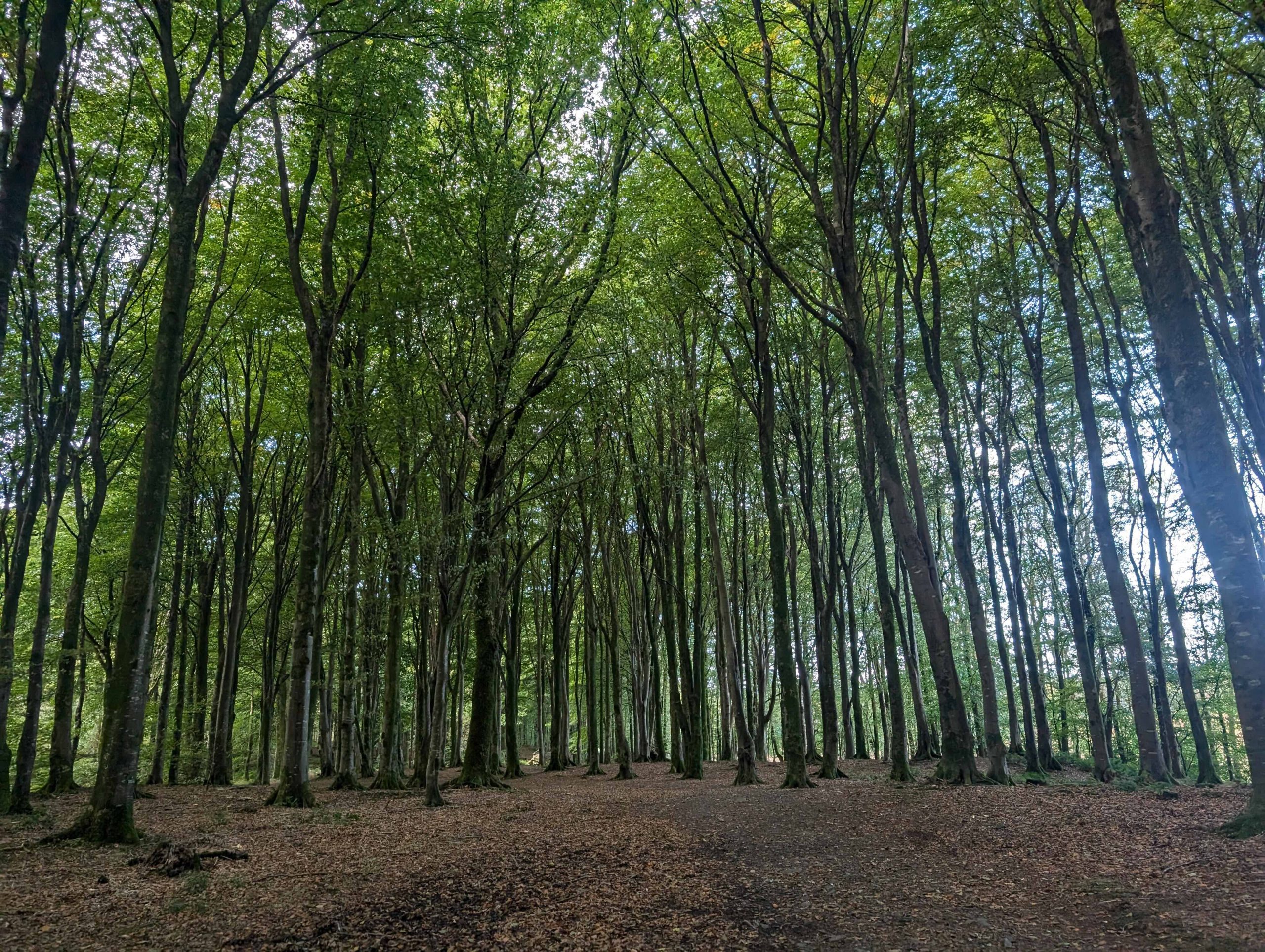 More cop patrols at forest sites