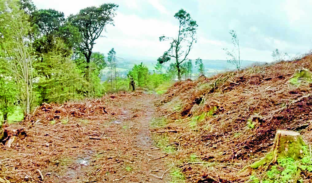 Community woodlands group in ‘perilous’ situation