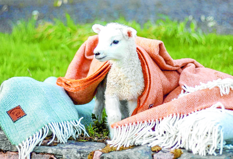 Go woolly and wild at new festival