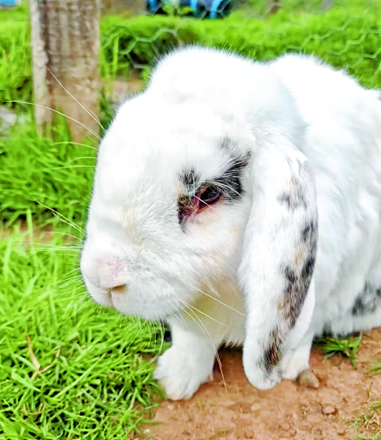Fundraisers ramp up for community farm