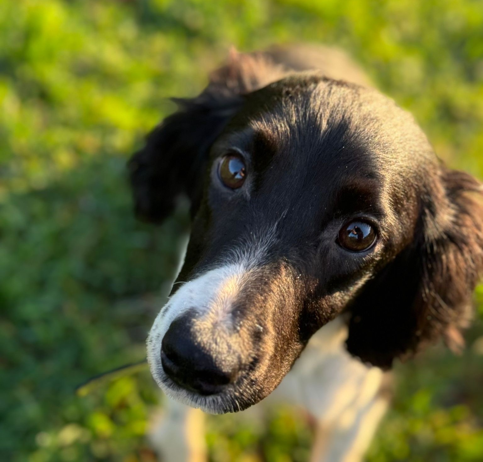 Appeal for dog foster carers