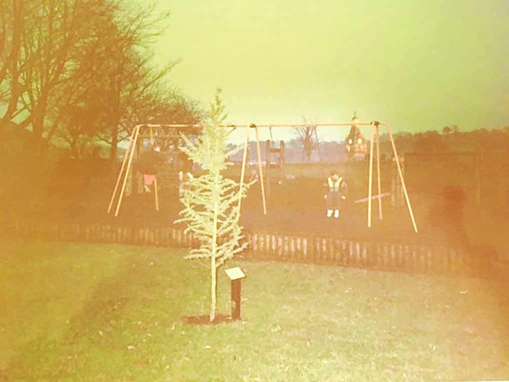 Tree mystery solved