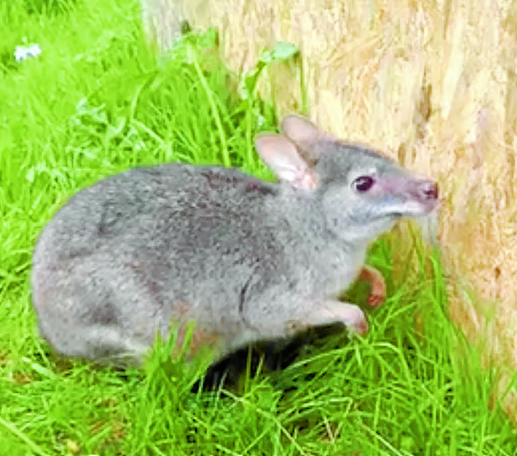Wallaby search called off