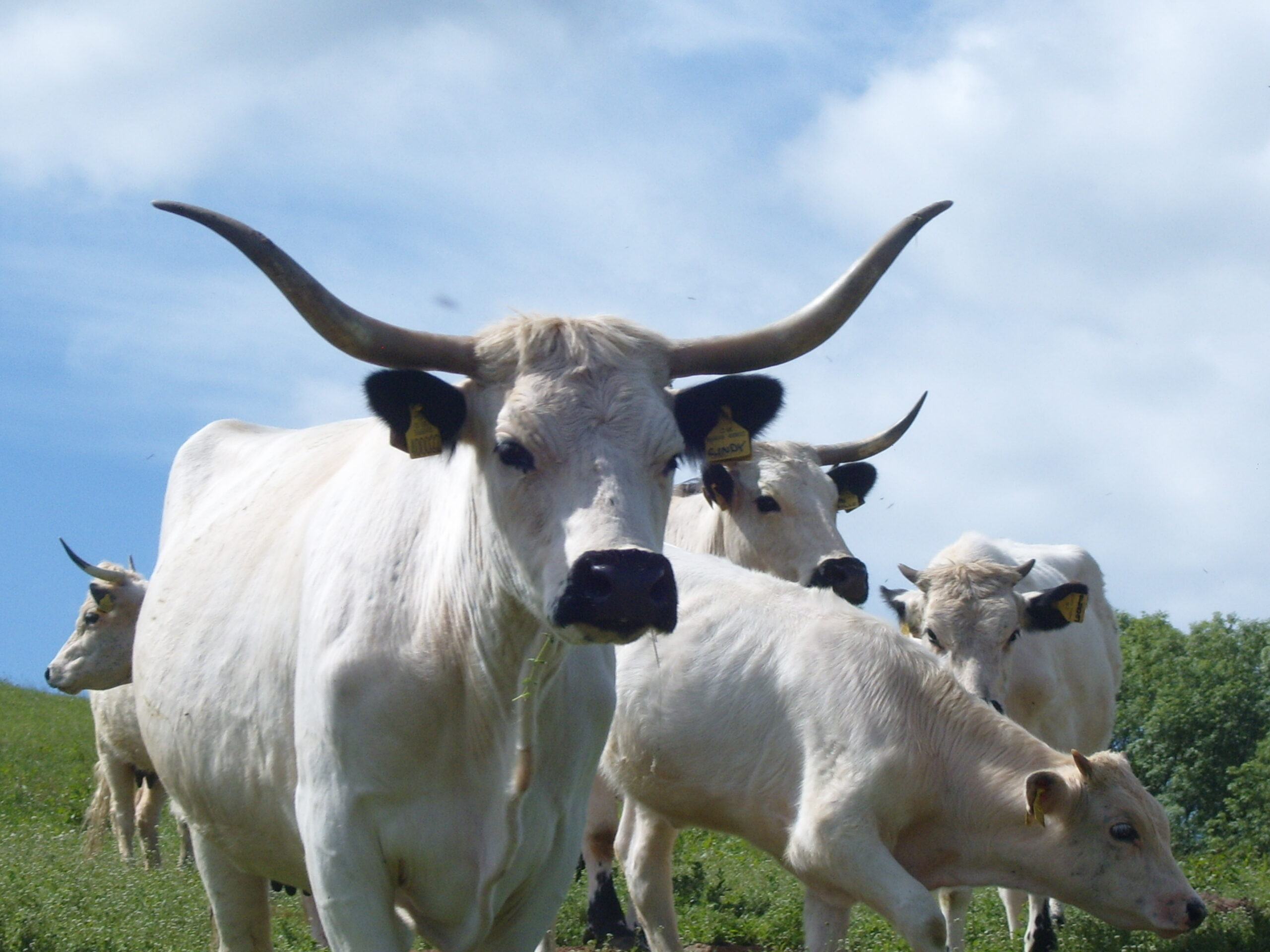 Concern rises for some breeds