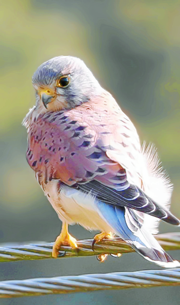 Kestrel photo wins national competition for Hugh