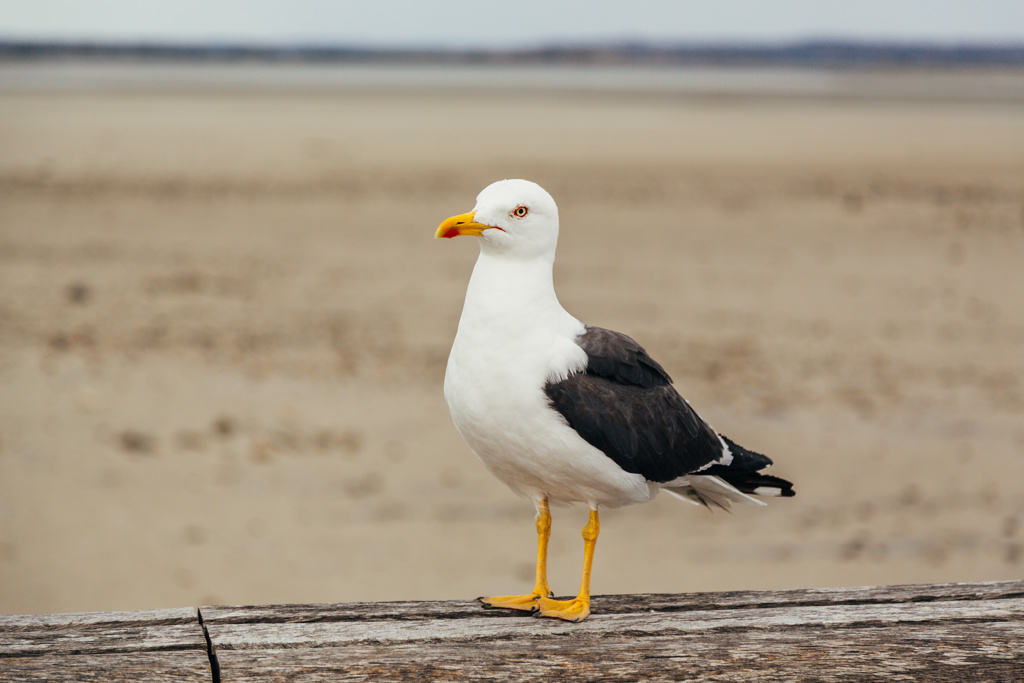 Council battles breeding gulls, monitor aggressive birds and nesting