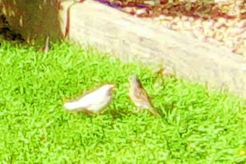 Rare albino birds cause a flutter