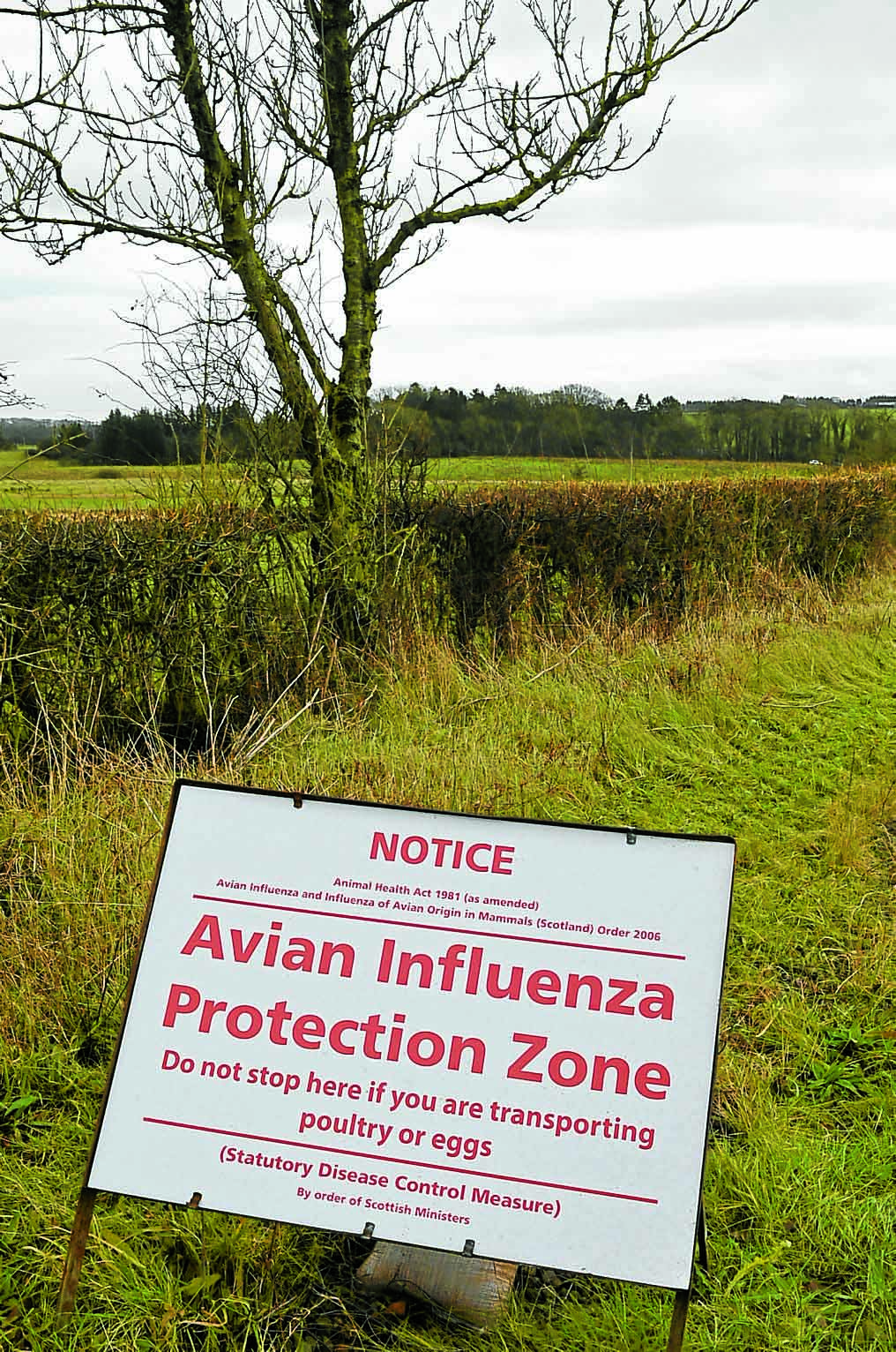 Fludj Bird flu control zones lifted