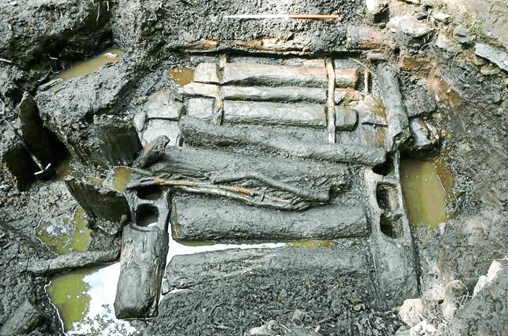 Ancient timbers come home