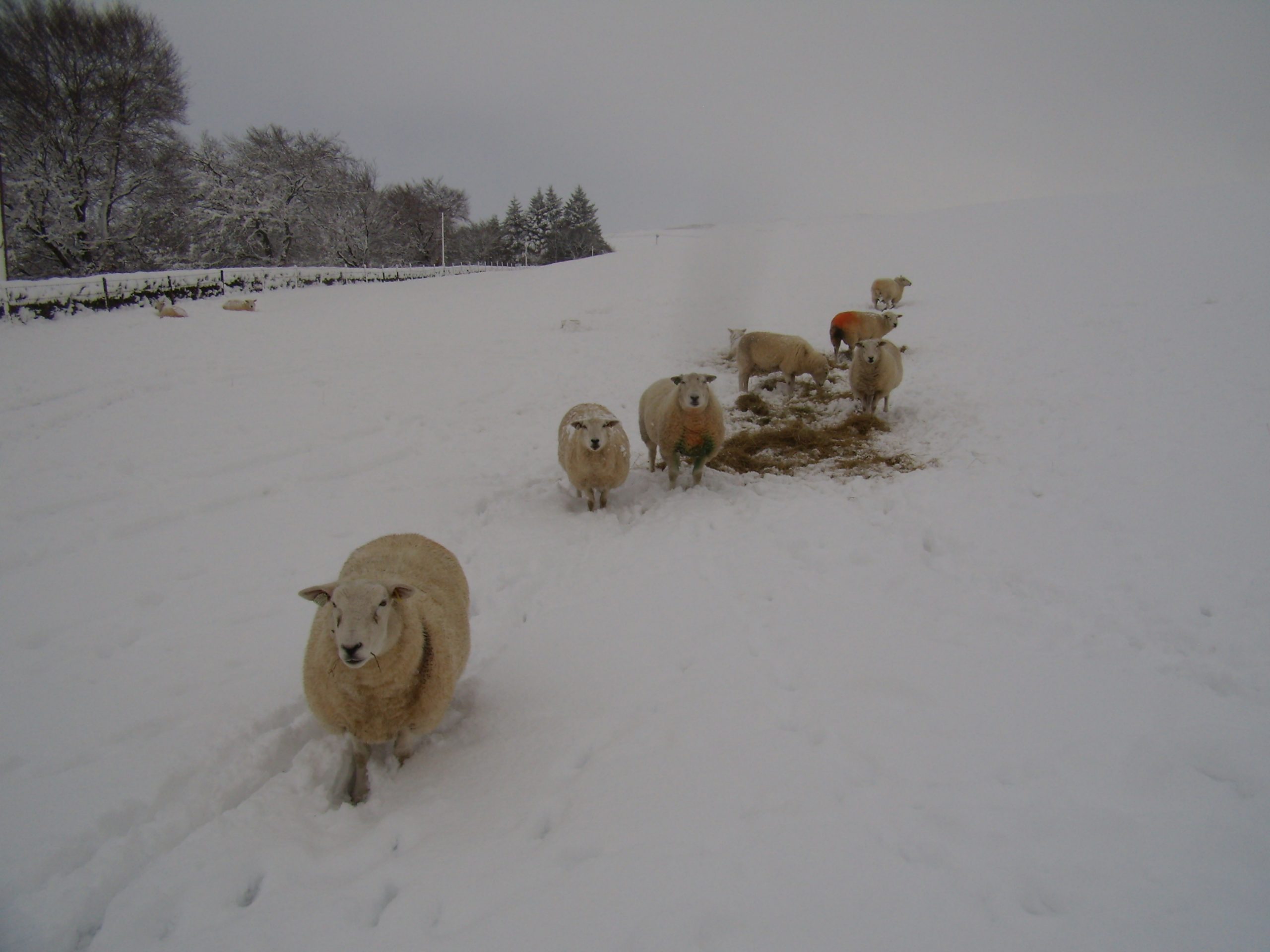 When the big snow came