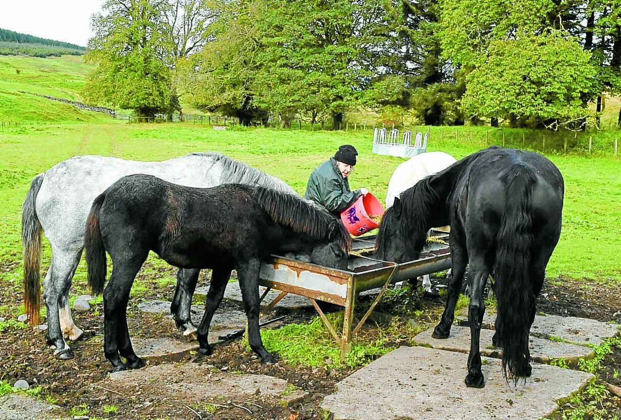 Harleybrae trots off with top prize