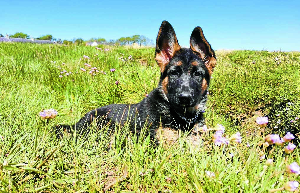Top dogs take a bow-wow