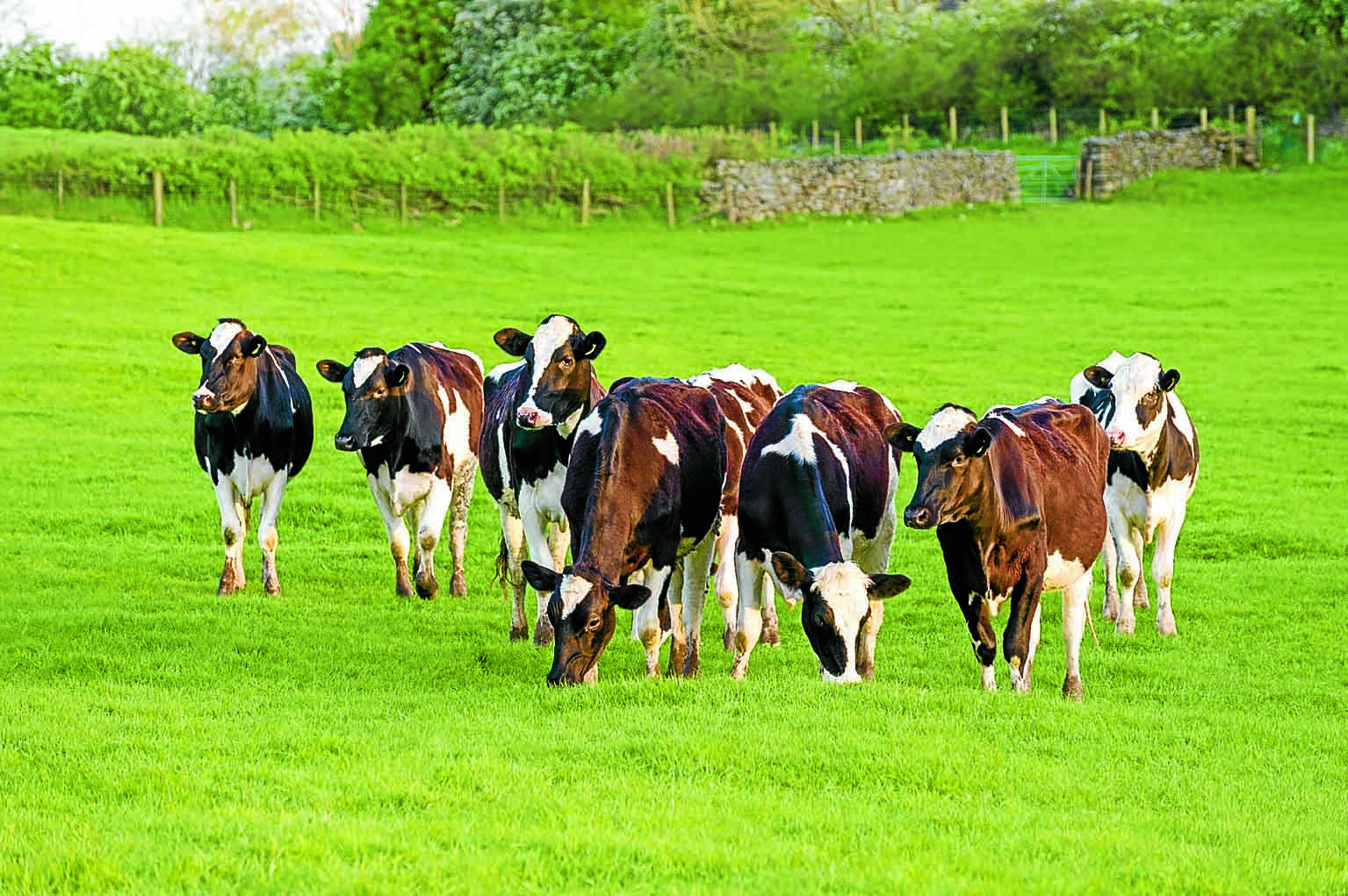cows-cxbx