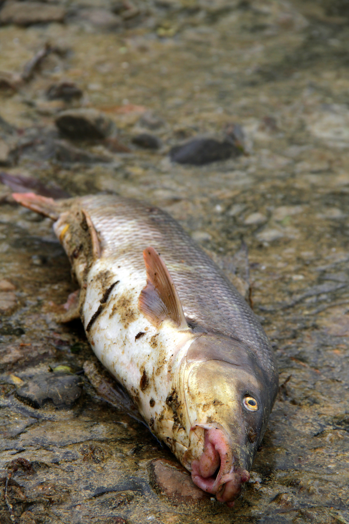 Fish deaths riddle