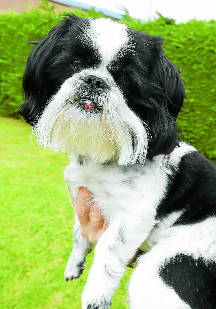 Dog owner’s shock as pet attacked