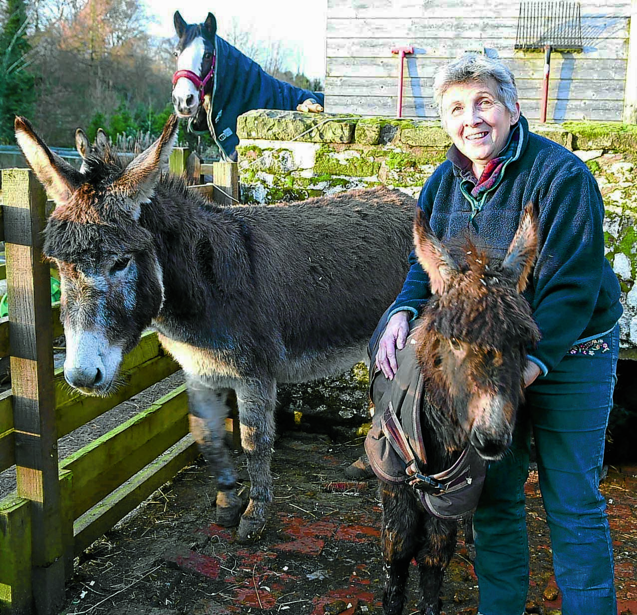 Dumped baby donkey recovers with new mum