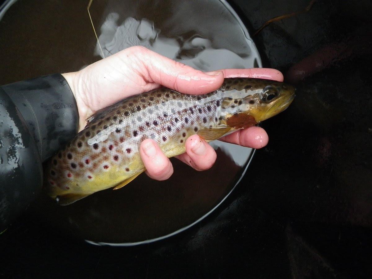 Fish SOS at power station