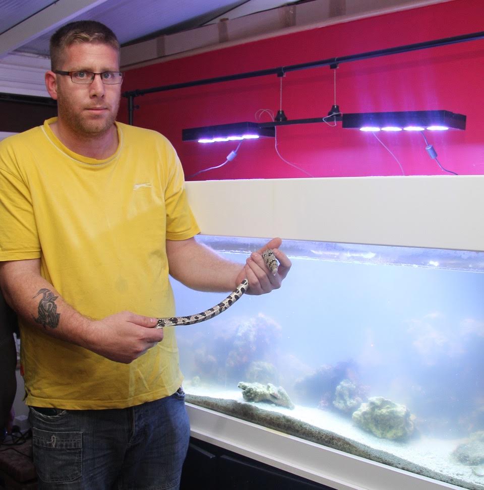 Anguish as vandals kill over 100 pet fish