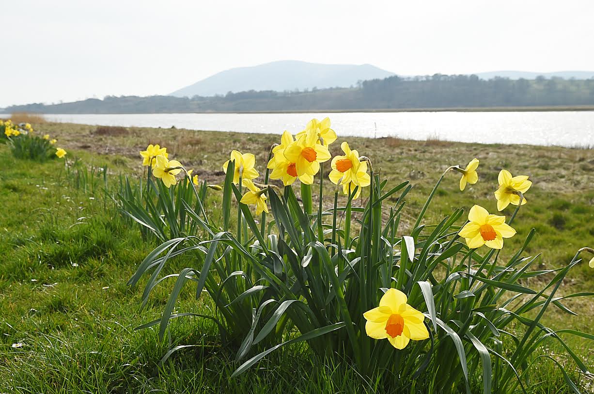 More flower power needed to make town bloom