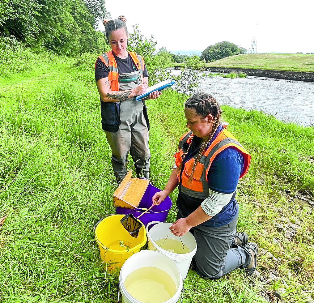 Critically-endangered species returns to upstream River Annan