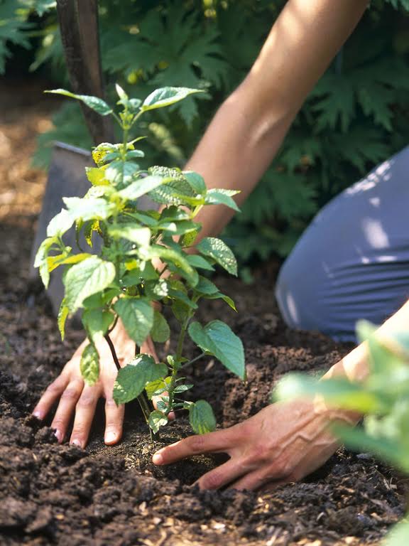 Garden waste service is a year old