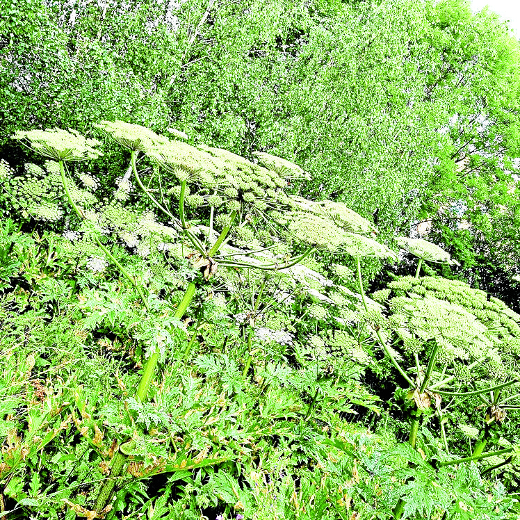 Giant hogweed warning