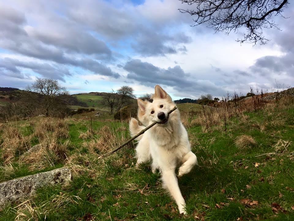15 photogenic pets in Dumfries and Galloway