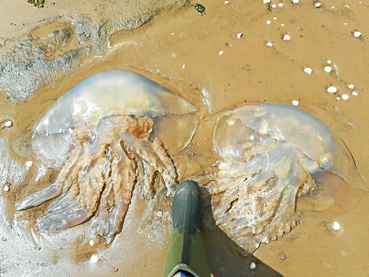 Largest jellyfish in UK swept ashore
