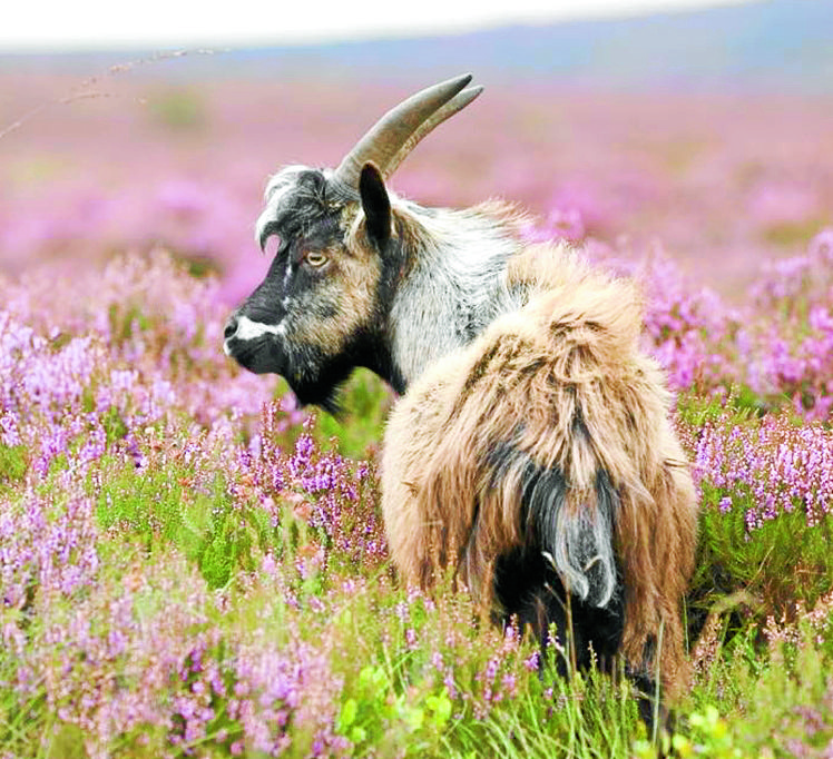 Goats petition closed