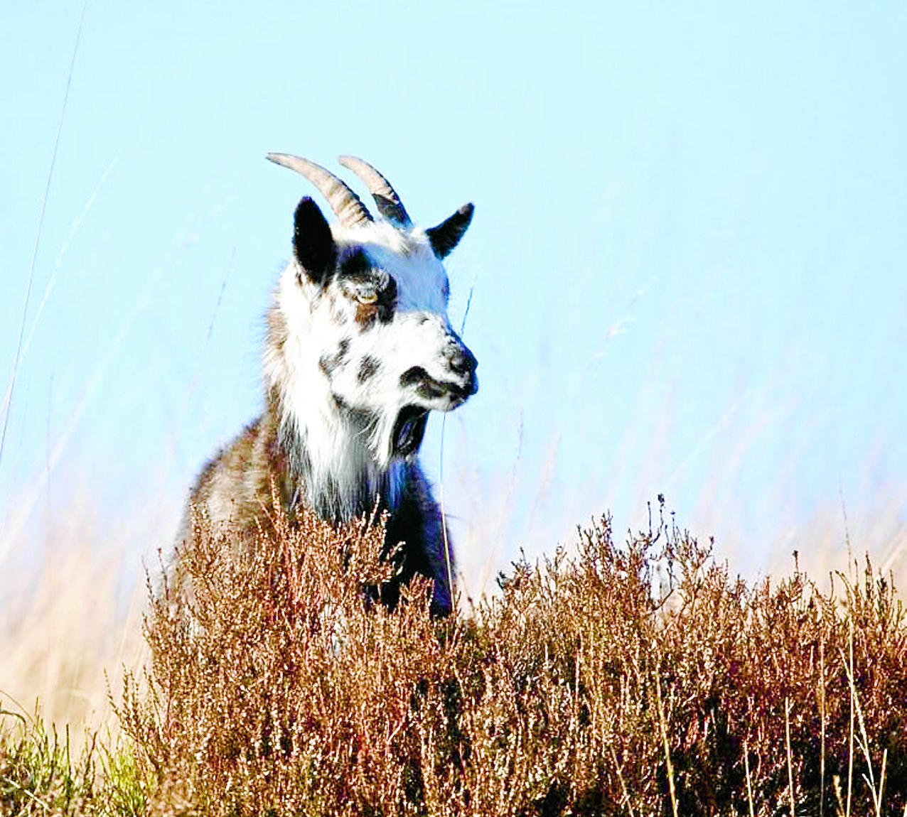 Goat conservation group will keep fighting