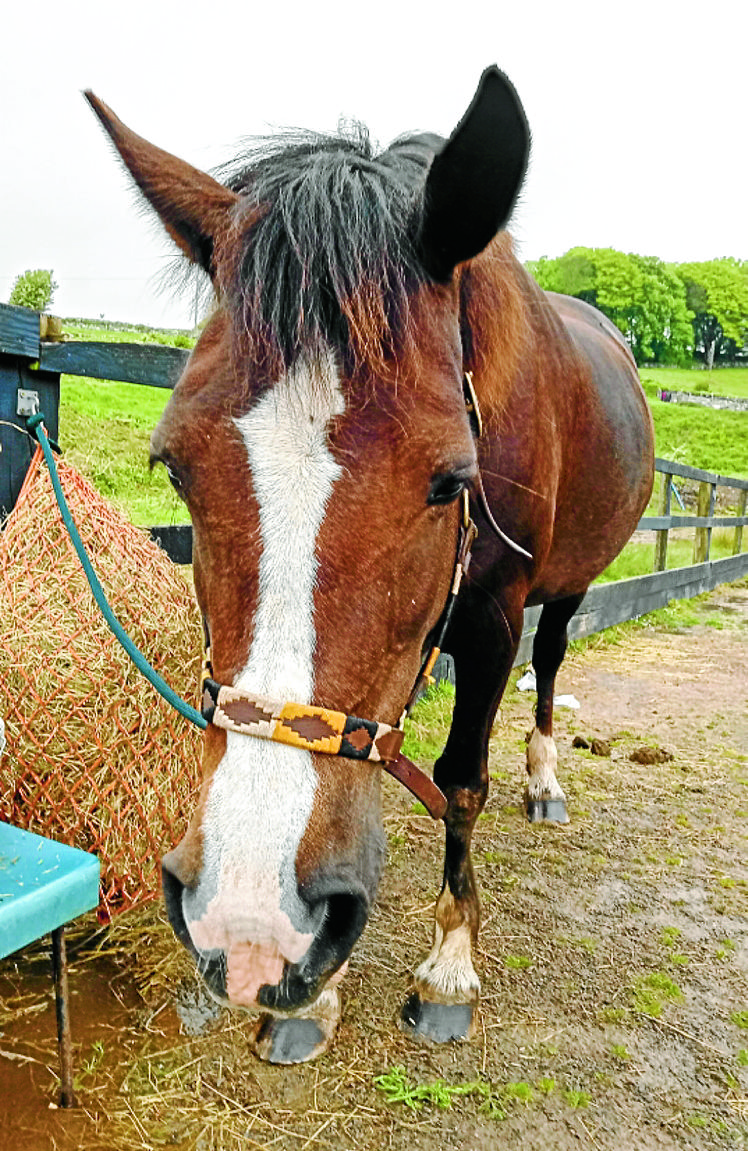 Pony’s plight inspires fundraising rush