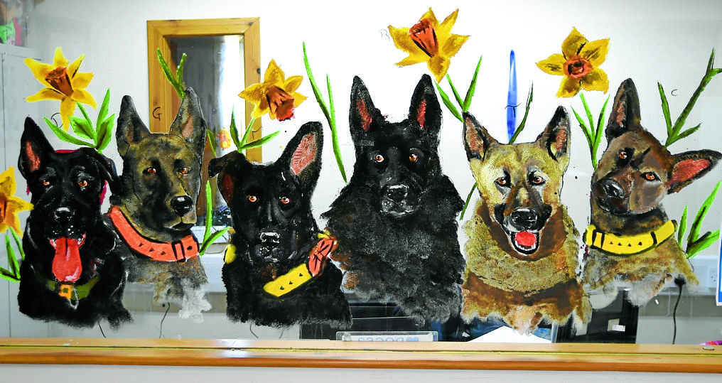 Moffat dogs finally ready for new homes