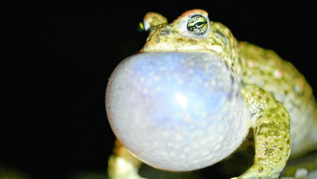 Solway residents asked to listen out for Scotland’s rarest amphibian