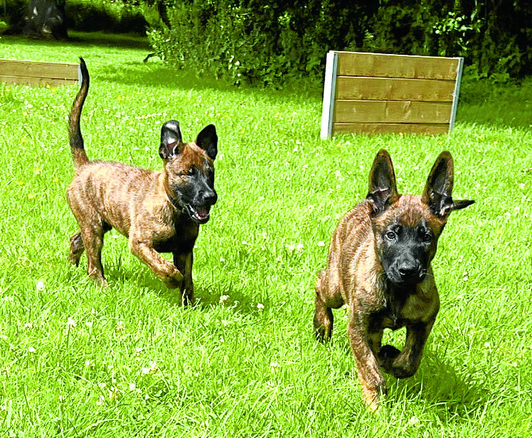 Pup patrol
