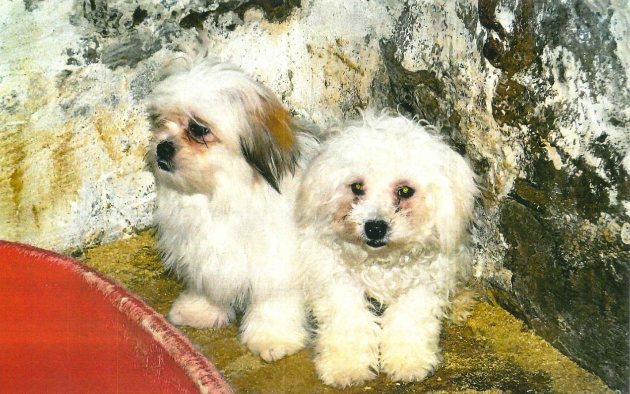Puppy trade warning